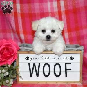 Winnie (Tiny), Bichon Frise Puppy